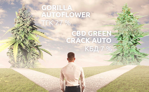 Как выбрать нужный автоцвет