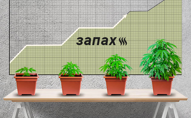 Корреляция между интенсивность запаха и стадией выращивания