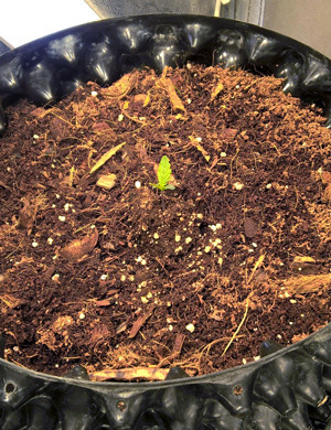 Первый день выращивания Маленький росток в горшке эйрпод