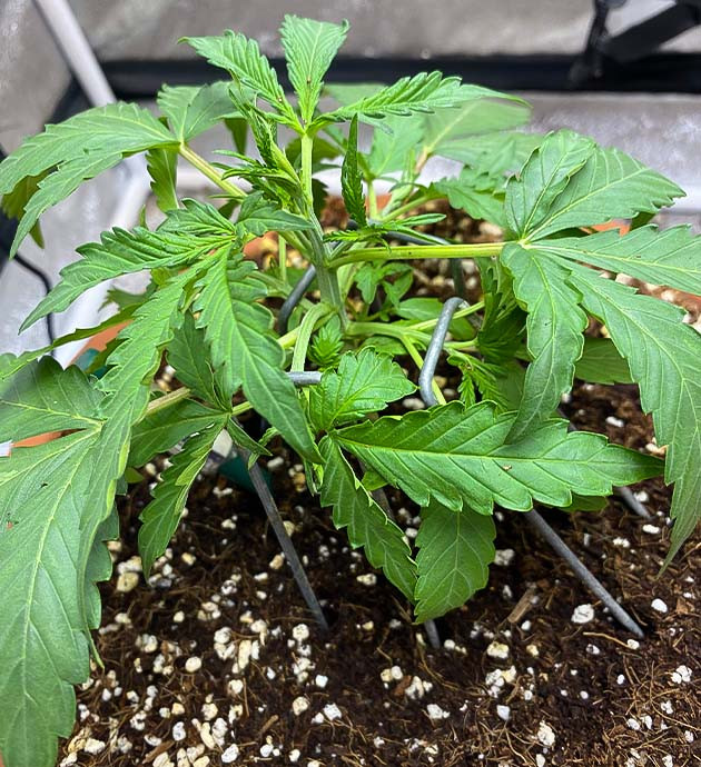 Гроурепорт сорта Banana Purple Punch Auto