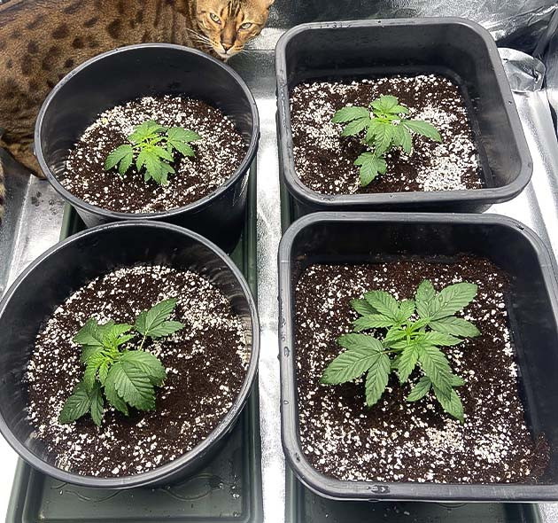 Понижение влажности и световой режим Vanilla Frosting