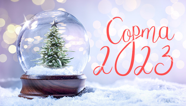 ТОП 10 сортов конопли 2023