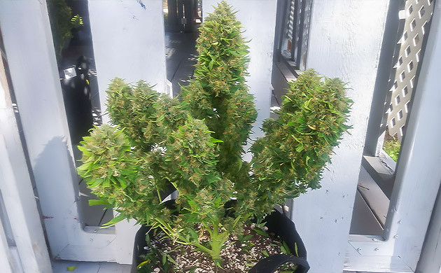 Харвест конопли Куст конопли обрезанный от листьев