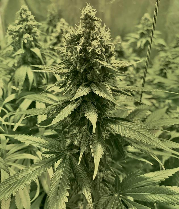 Восьмая неделя цветения конопли