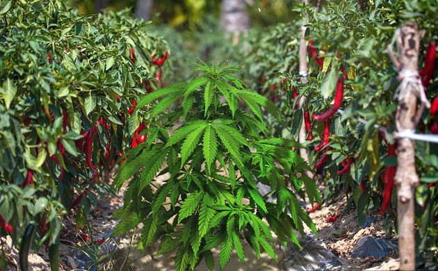 Партизанский гровинг Куст конопли среди плантаций перца