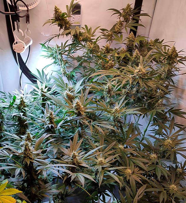 Куст конопли после дефолиации