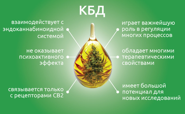 Роль КБД в организме