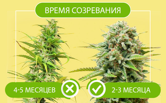 Время созревание сативы 4-5 месяцев и индики 2-3 месяца