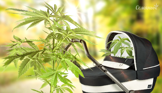 Материнский куст и клон