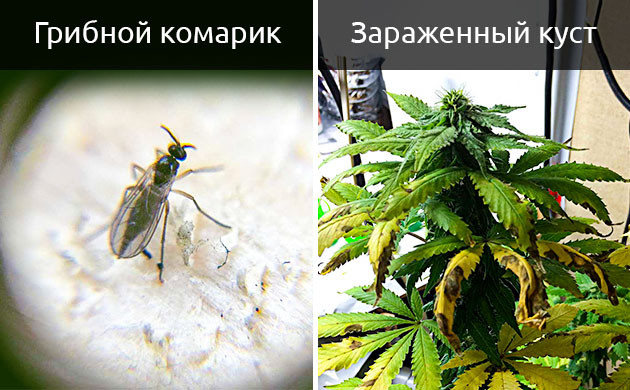 Грибной комарик и последствия его появления