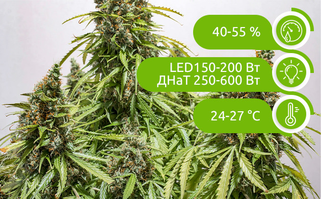 Условия Влажность, освещение и температура для индора