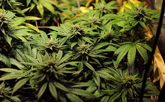 Дополнительный свет для Sapphire OG Sapphire OG: утолщение бутонов под дополнительным светом