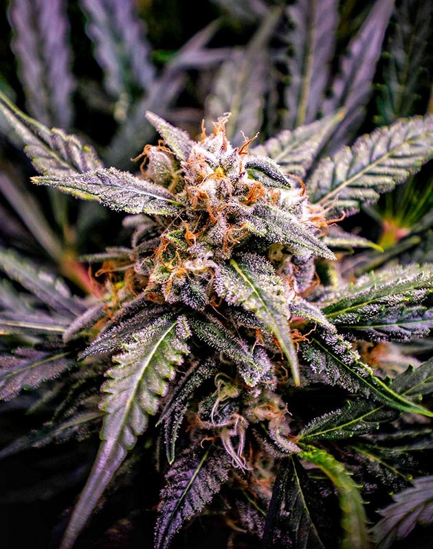 Сбор урожай с куста Auto Cinderella Jack