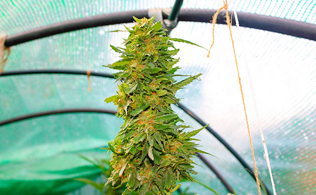 Предхарвест кустов Pineapple Chunk