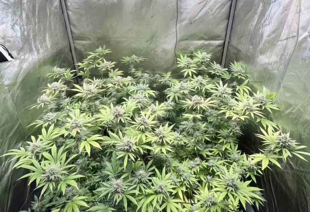 Каннабис в цветении