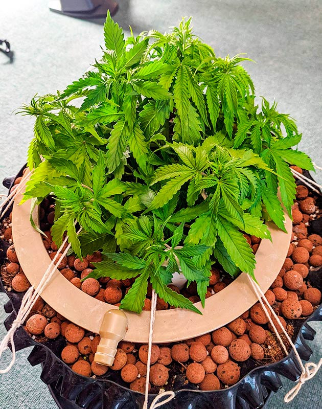 Нехватка кальция у Gorilla Glue Auto