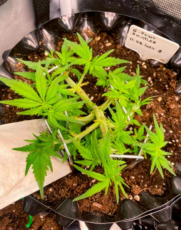 Тренировки марихуаны Куст Gorilla Zkittlez Auto от FastBuds на 4 неделе