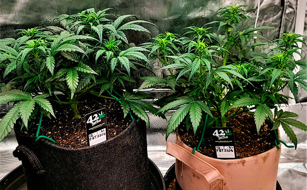 Подготовка куста Gorilla Zkittlez Auto к цветению Тренировка растения Gorilla Zkittlez Auto