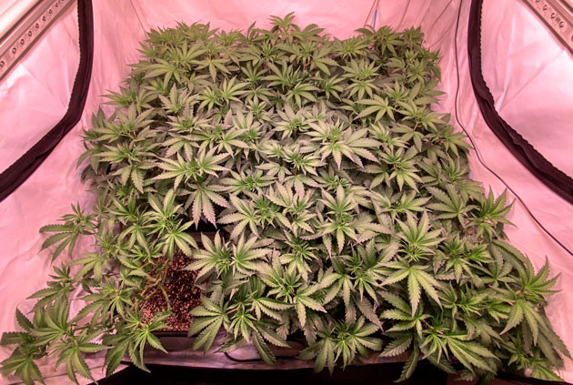 Дефолиация конопли Переход на стадию цветения