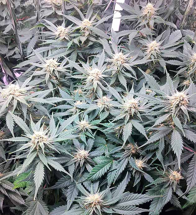 Куст Gelato Auto ростом 48 см