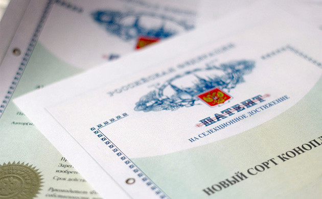 Независимые селекционеры и патентирование сортов конопли