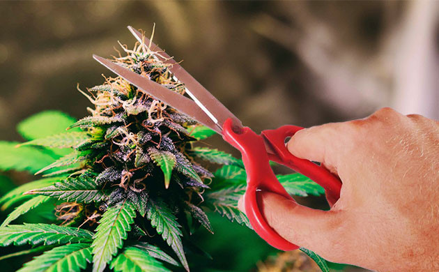 Срез верхушки шишки