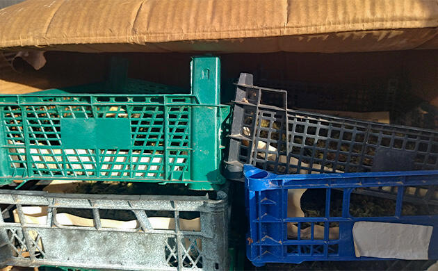 Готовый урожай каннабиса в коробках