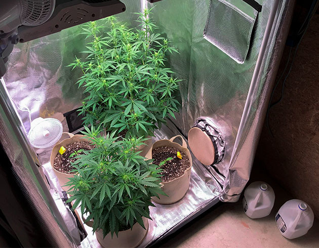 Развитие кустов на 4 неделе Добавление двух саженцев в гроубокс