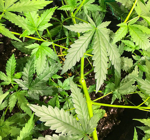 Густая структура куста