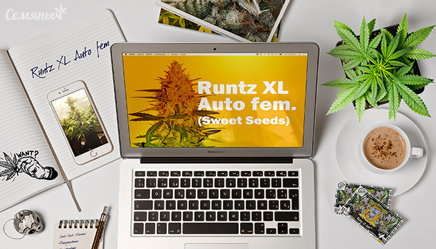 Гроурепорт сорта Runtz XL Auto от Sweet Seeds