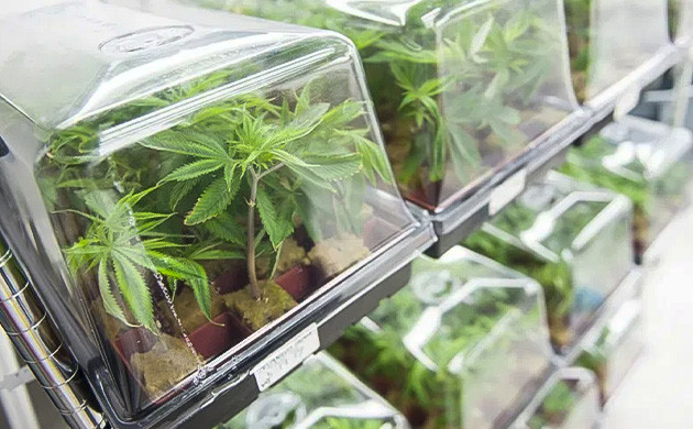 Выращивание конопли для скрещивания