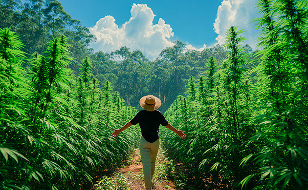 Ямайка. Каннабис как часть ритма, веры и природы