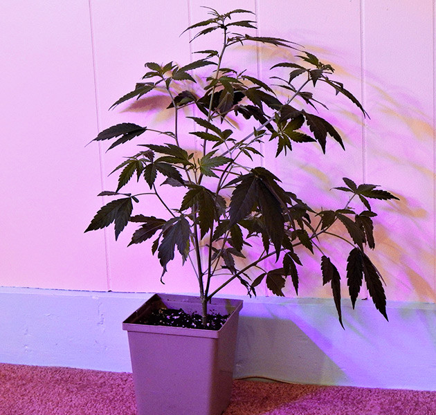 Charlotte’s Angel под светодиодной лампой