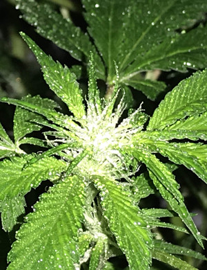 Формирование соцветий