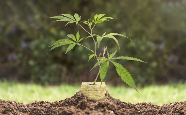 Высадка ростка в минеральном кубе