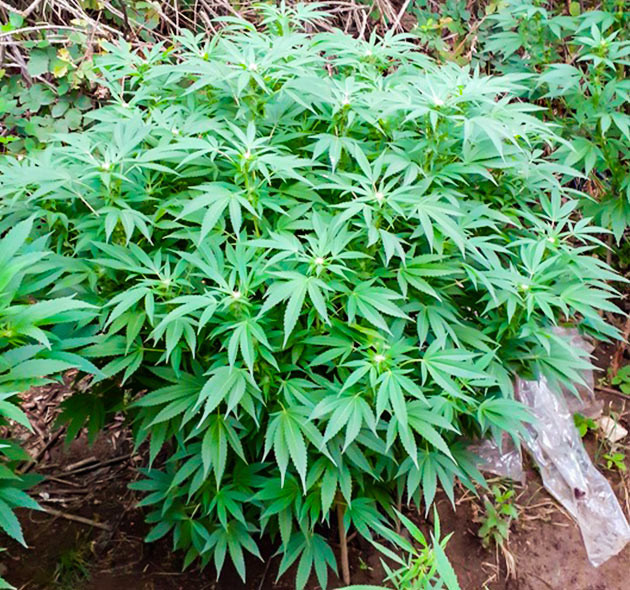 Формирование бутонов на кусте