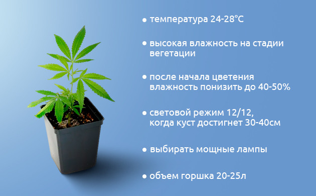 Условия для максимального урожая сативы