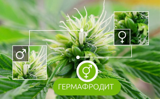 Мужские и женские признаки на конопле