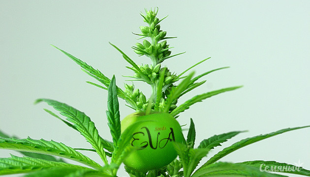 Обзор на продукцию сидбанка Eva Seeds