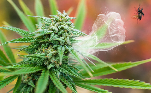 Что такое терпены? Роль терпенов в природе