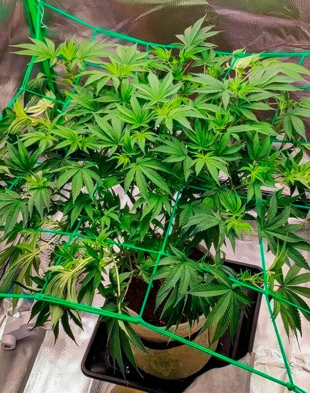Развитие куста и дефолиация конопли Куст 50 Dragons от UKHTA на 7 неделе