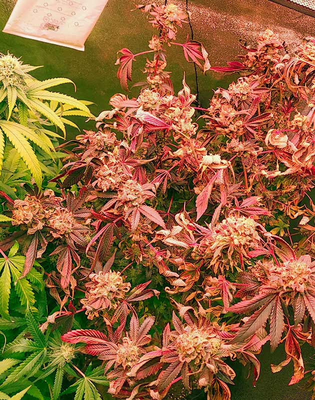 Последние недели цветения Куст RS11 от 7CH American на 13-14 неделе