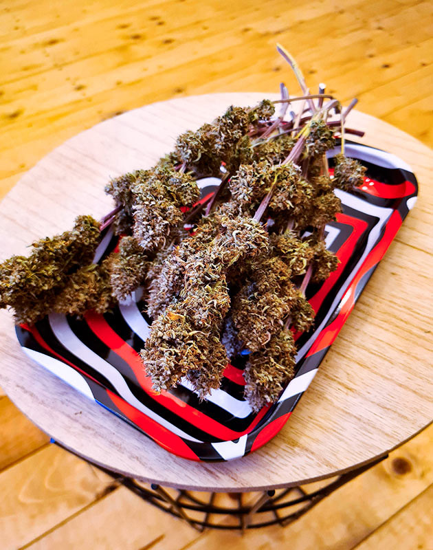 Урожай Cherry Cola Auto fem от FastBuds Собранные шишки Cherry Cola Auto