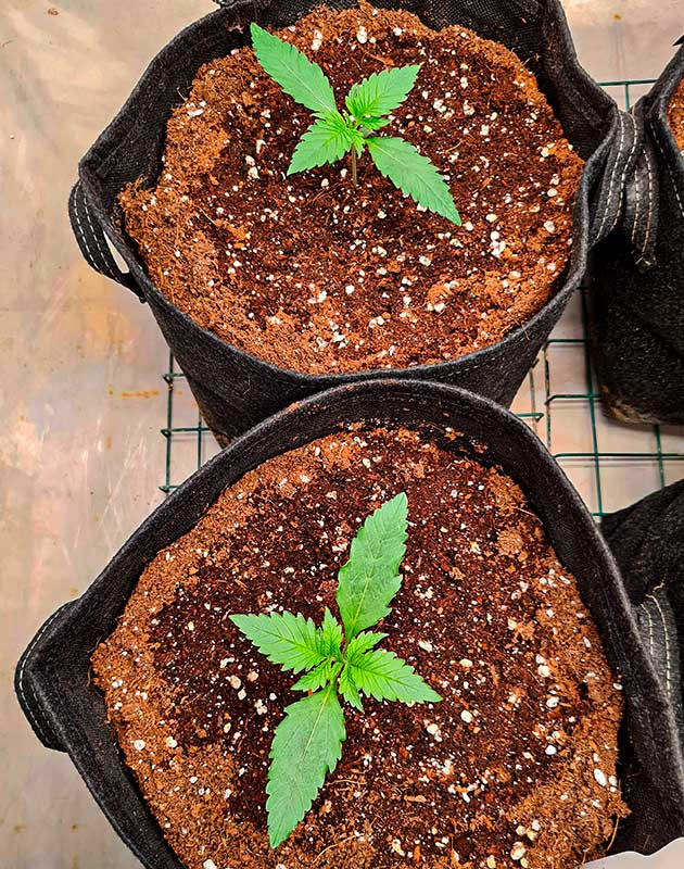 Росток сорта Cherry Cola Auto fem от FastBuds Росток Cherry Cola Auto