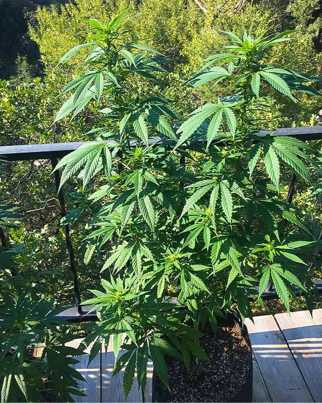 Формирование соцветий Blueberry X Развитие Blueberry X: начало цветения