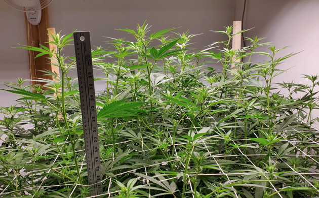 Растянутые в сторону ветви