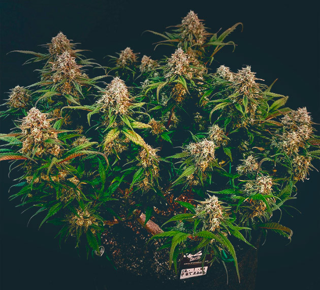 Сбор урожай с куста Gorilla Zkittlez Auto предхарвест кустов Gorilla Zkittlez Auto