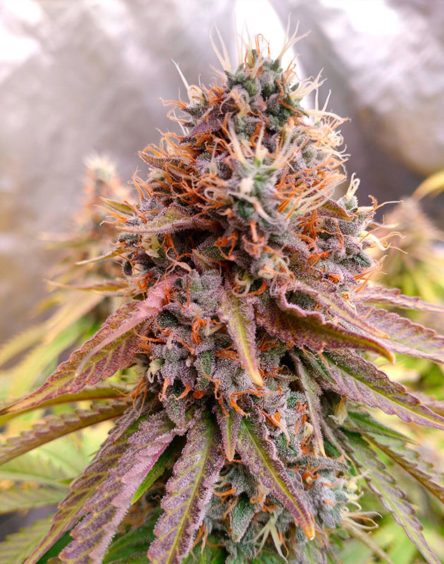 развитие куста Blue Gelato 41 на 18ой неделе