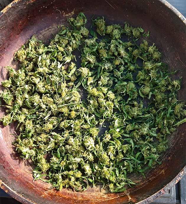 Каннабис подсушивается в теплице