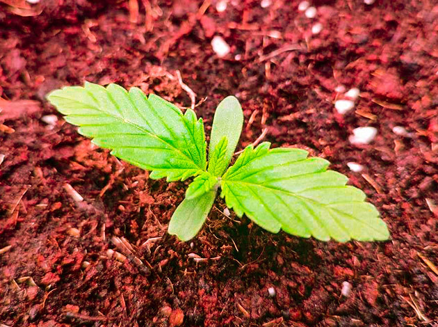 Развитие ростка Sensi Star